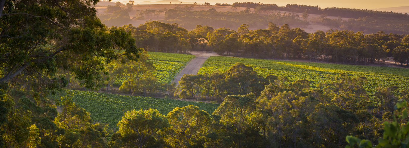 Marchand & Burch vineyard